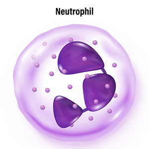 neutropenia
